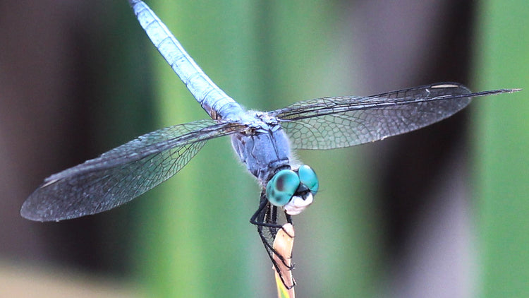 Dragonfly Watching from Nuwara Eliya