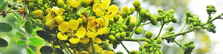 Cassia Auriculata (රණවරා)