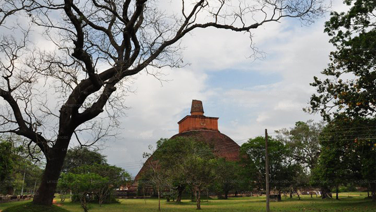 Wilpattu and Anuradhapura from Colombo (2 Days)