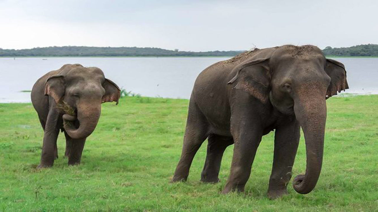 Kaudulla National Park Private Safari from Habarana