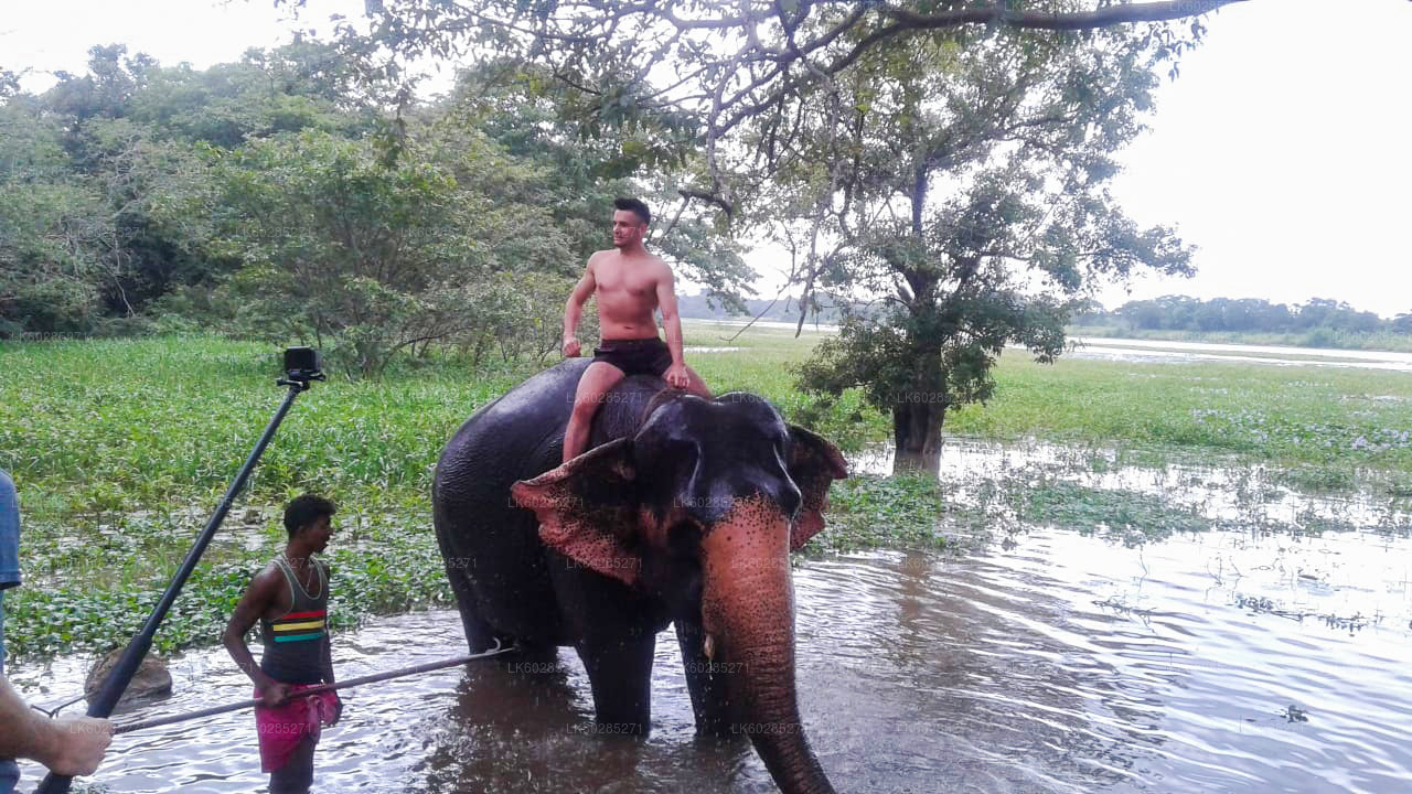 Elephant Back Safari from Sigiriya