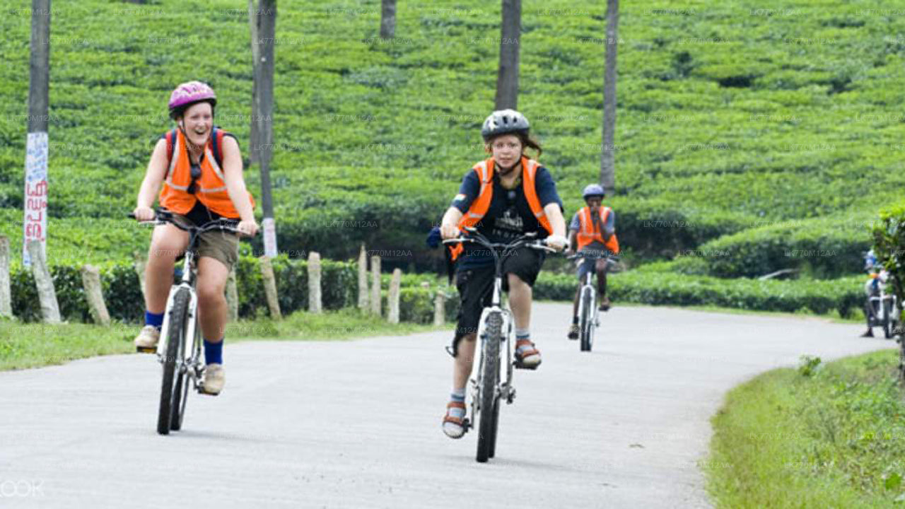 Cycling to Ella Tea Fields