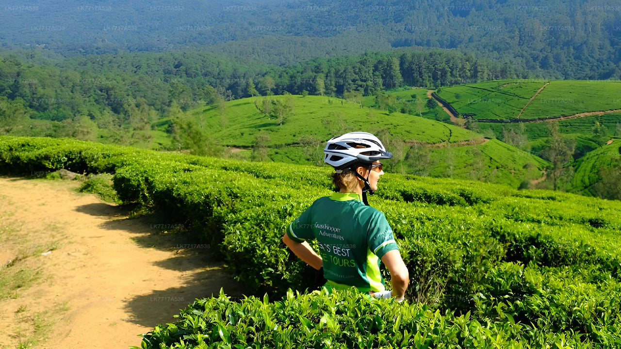 Tea Fields by Bicycle from Kandy