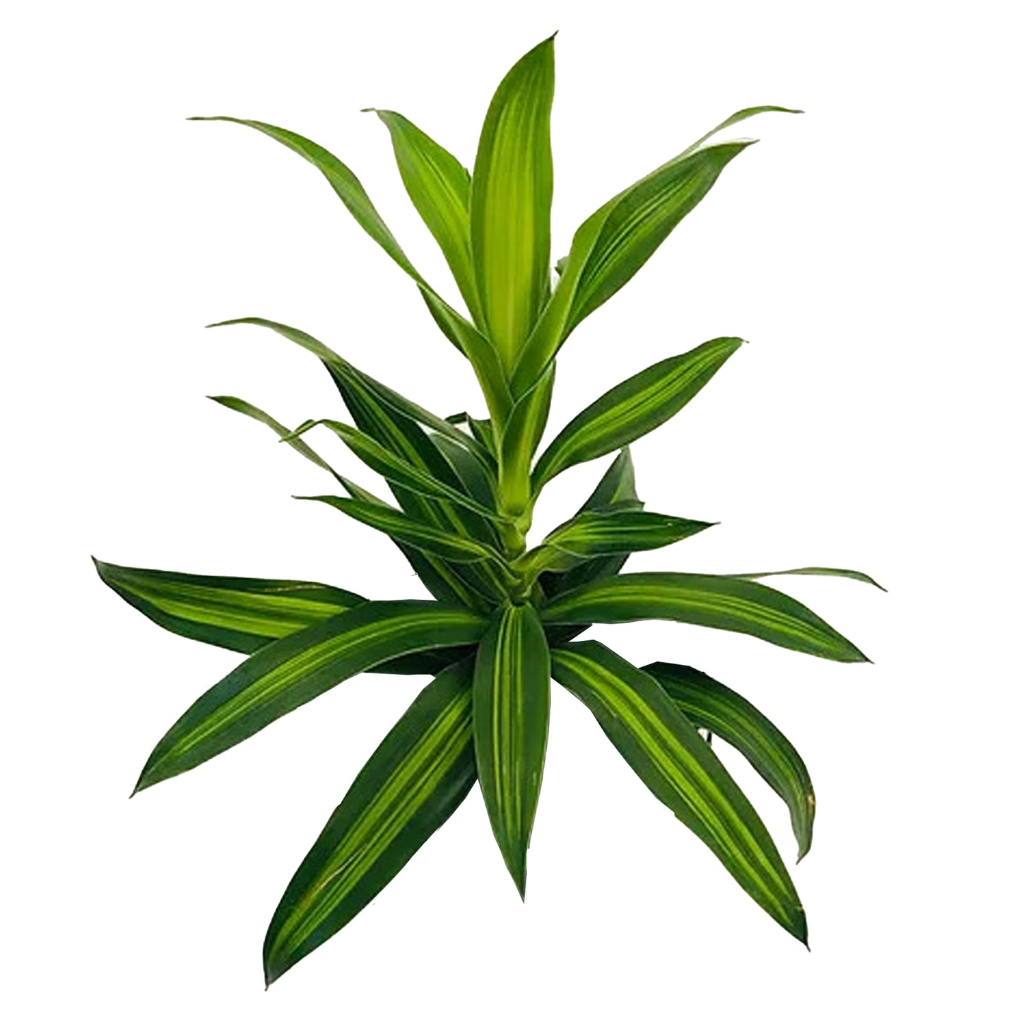 Lakpura Dracaena Reflexa 'Song of Jamaica' (50 Leaves) Medium