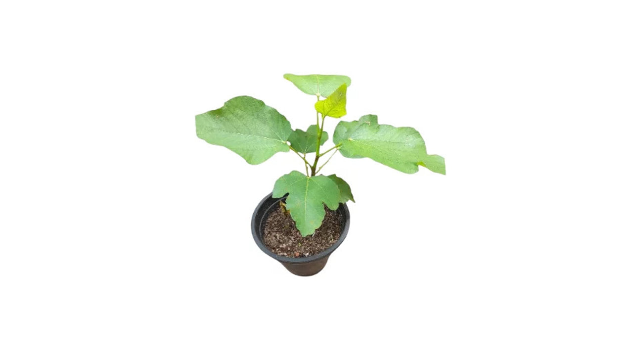 Fig (ෆිග් ලේයර්) Fruit Plant