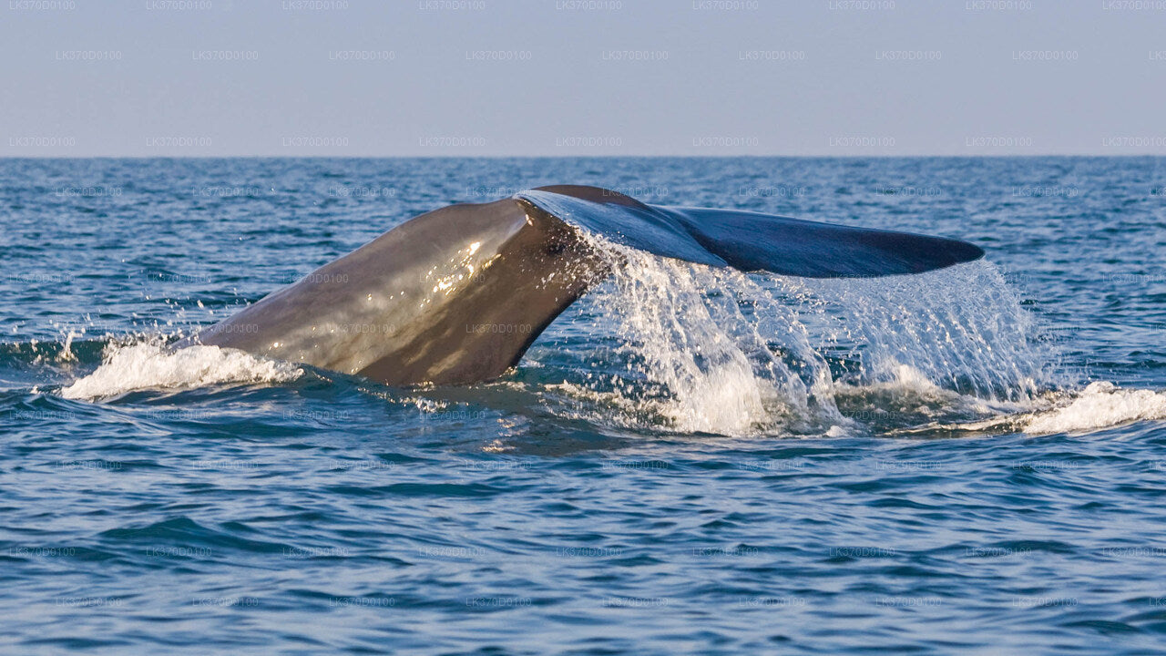 Whale Watching Shared Boat Tour from Bentota