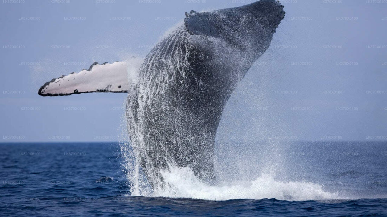 Whale Watching Boat Tour from Hikkaduwa