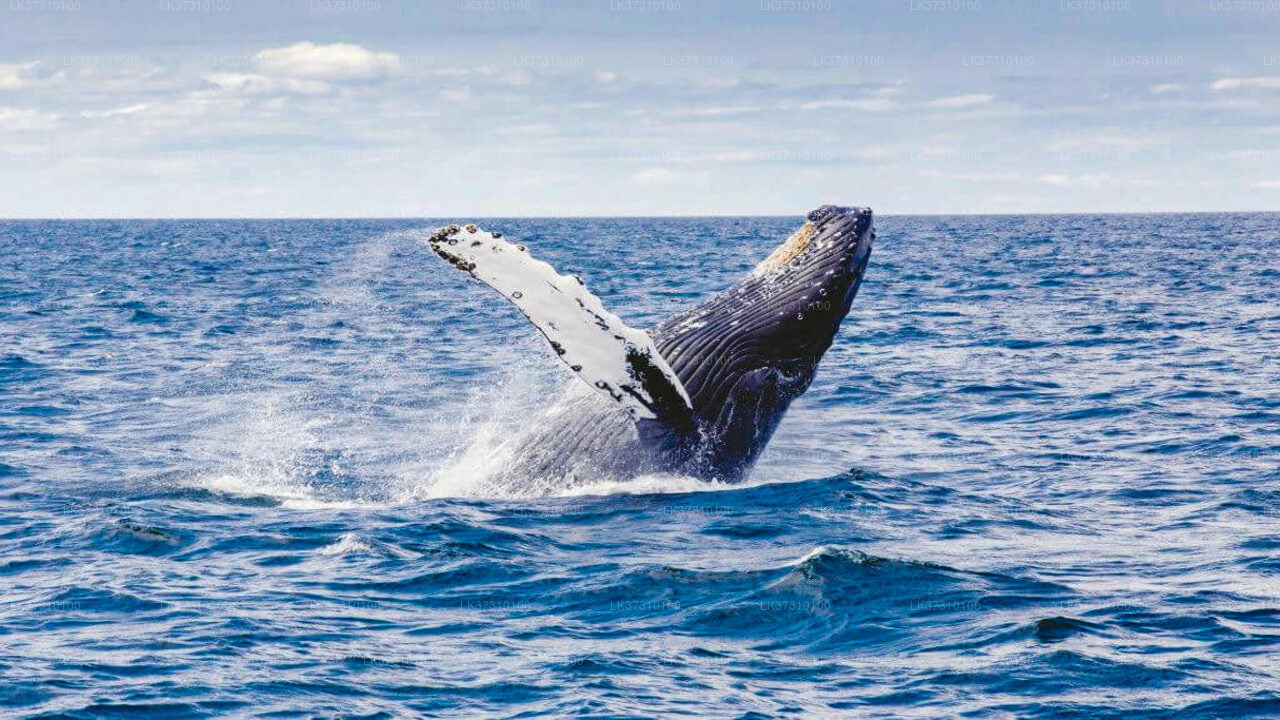 Whale Watching Boat Tour from Ahangama