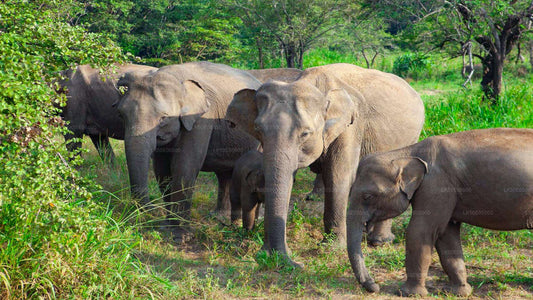 Hurulu Eco Park Private Safari from Sigiriya