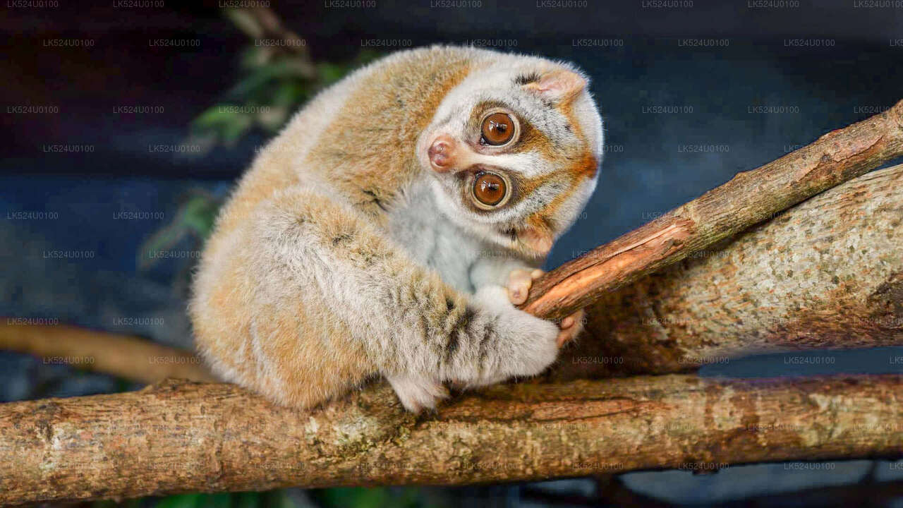 Loris Watching in Sinharaja Rainforest