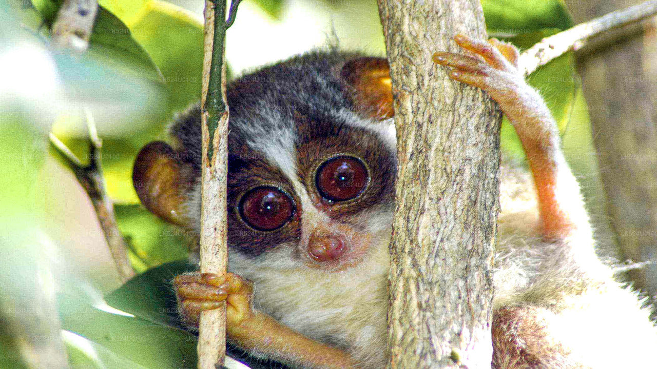 Loris Watching in Sinharaja Rainforest