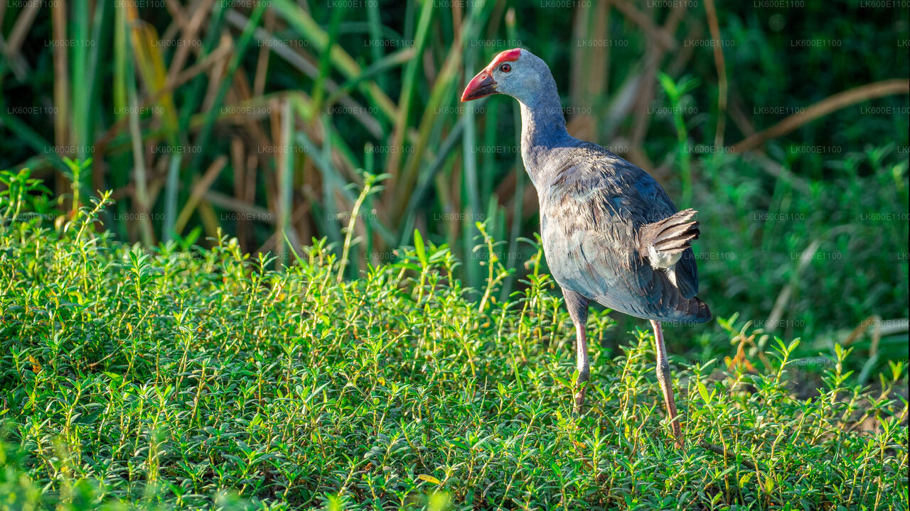 Bundala National Park Safari from Beruwala