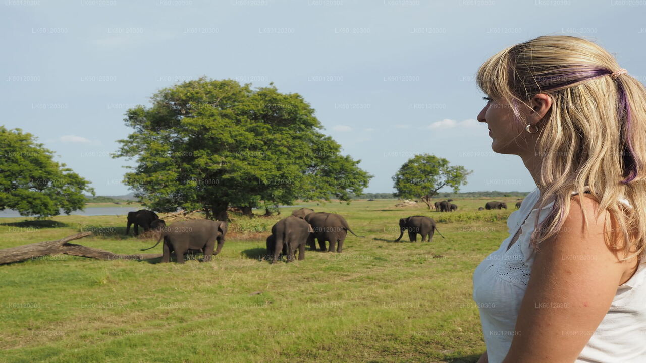 Sigiriya Rock and Wild Elephant Safari from Polonnaruwa