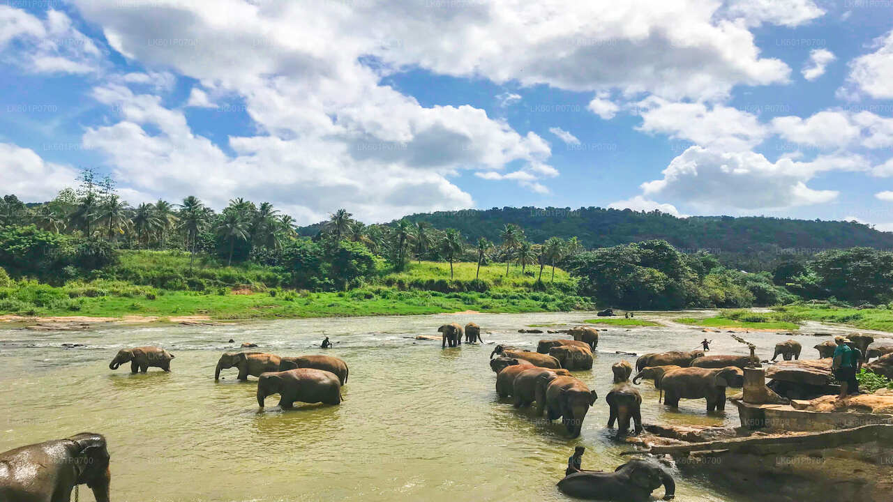 Pinnawala Elephant Orphanage from Negombo