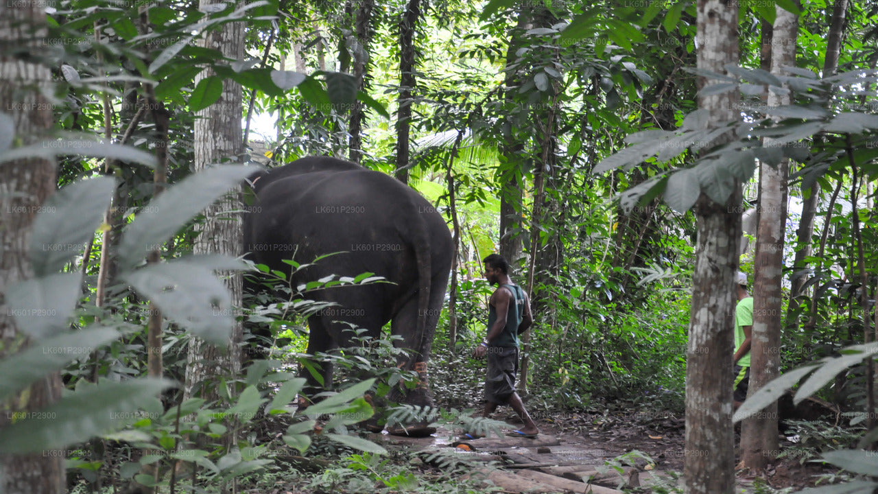 Millennium Elephant Foundation from Negombo