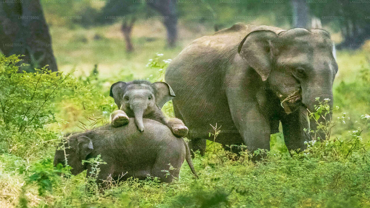 Yala National Park Safari from Dikwella