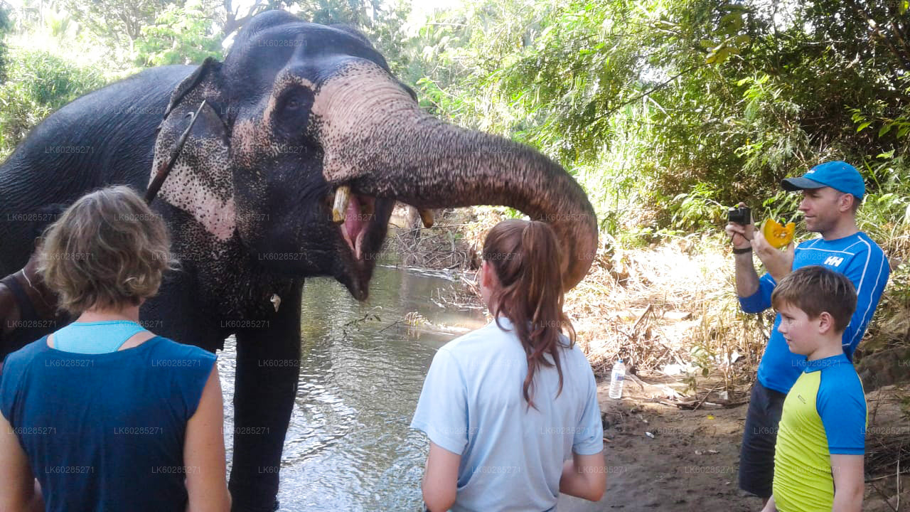 Elephant Back Safari from Habarana