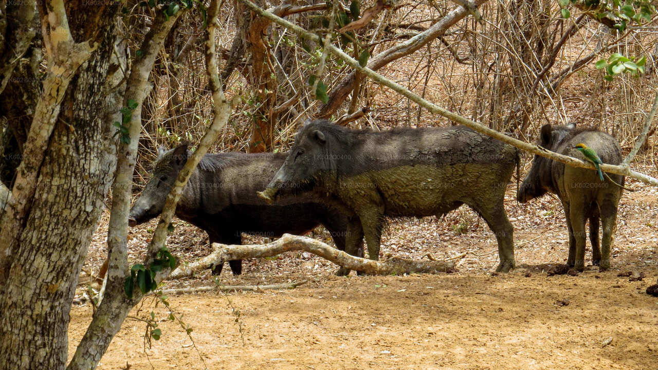 Yala National Park Safari from Mirissa