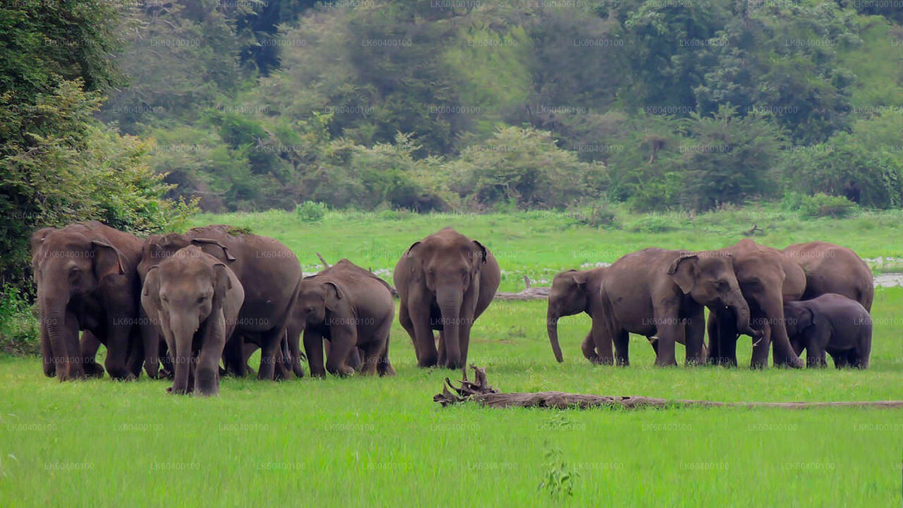 Udawalawe National Park Safari from Ahungalla