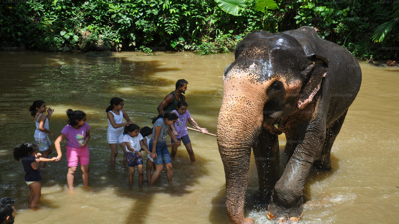 Millennium Elephant Foundation Visit from Mount Lavinia