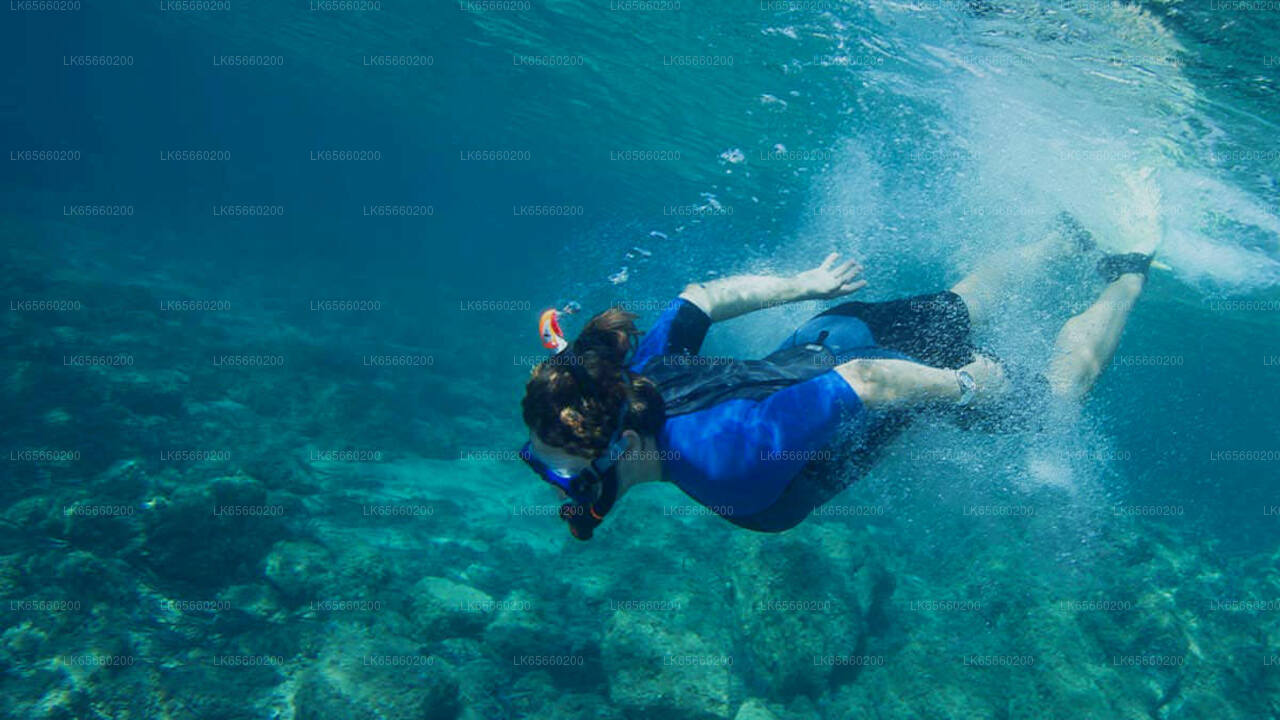 Diving in Mount Lavinia