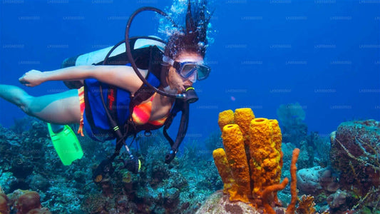 Adventure Dive Package from Mount Lavinia