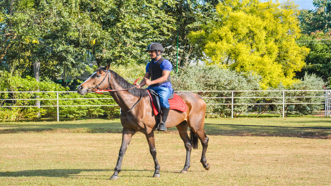 Horse Riding for Beginners from Habarana