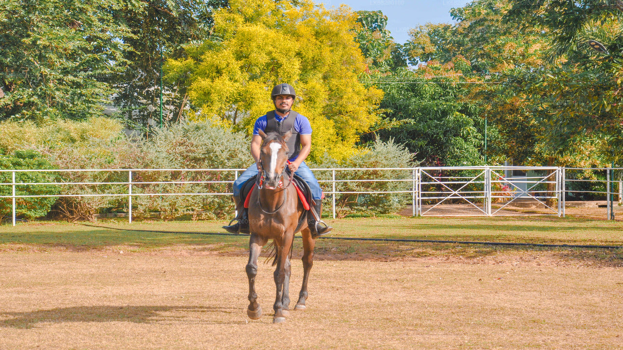 Horse Riding for Beginners from Sigiriya