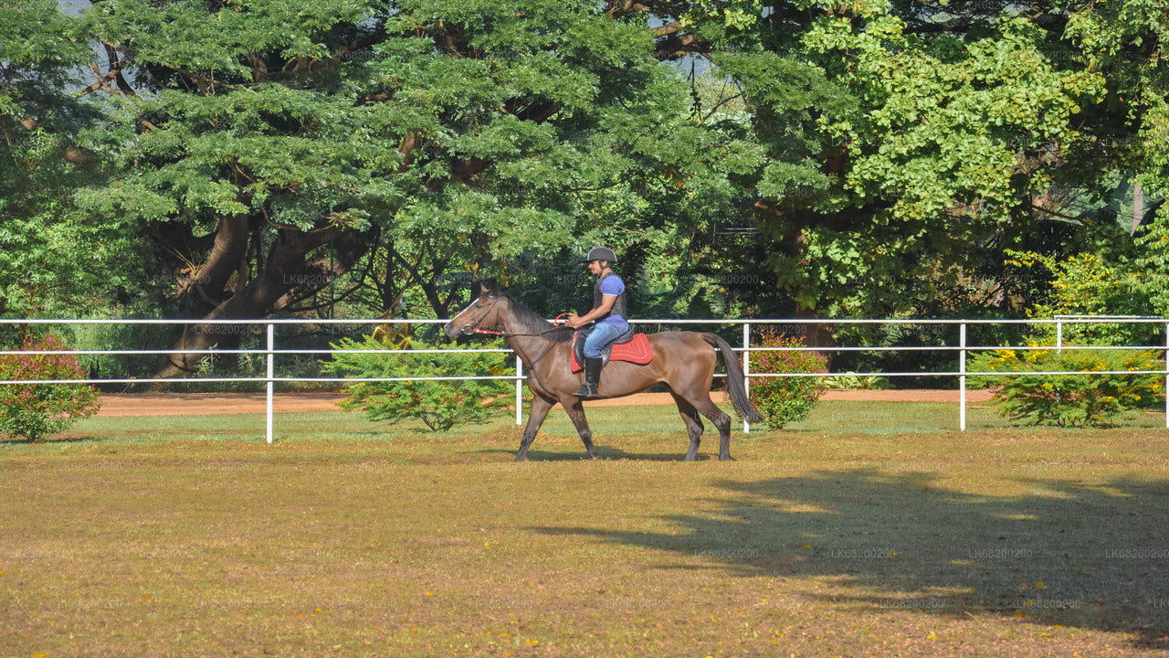 Horse Riding for Professionals from Sigiriya