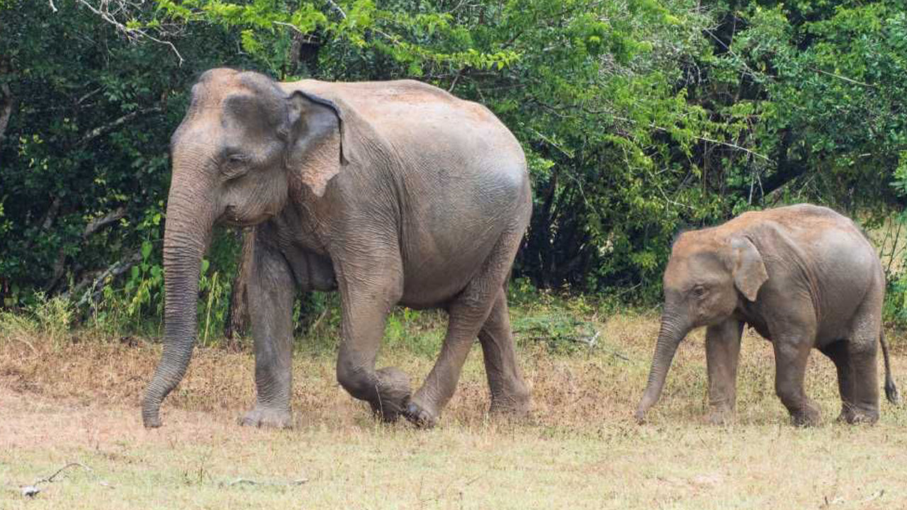 Lunugamvehera National Park Entrance Tickets