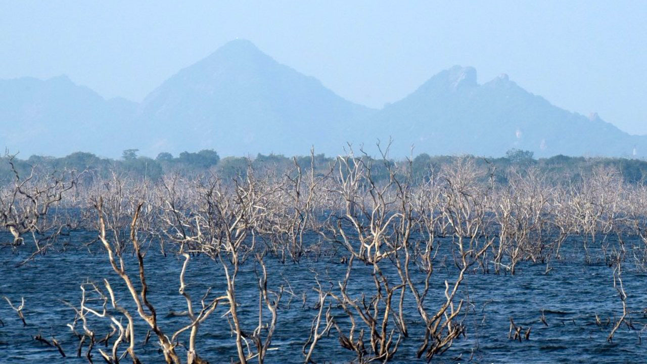 Lunugamvehera National Park Entrance Tickets