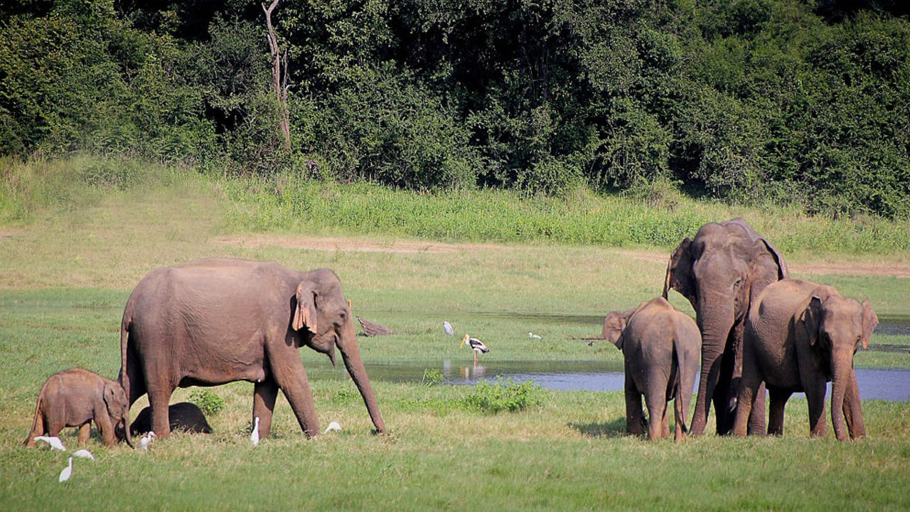 Lunugamvehera National Park Entrance Tickets