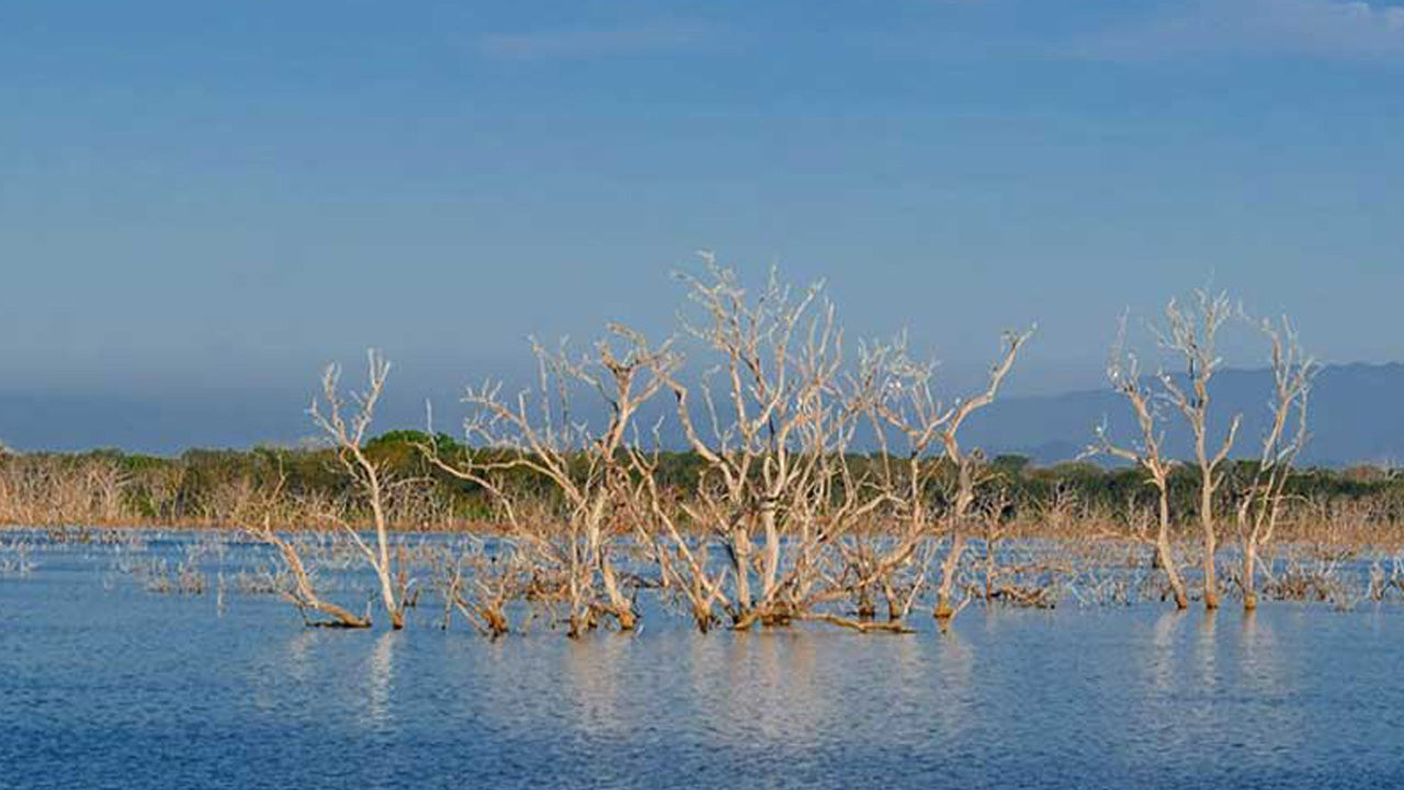 Lunugamvehera National Park Entrance Tickets