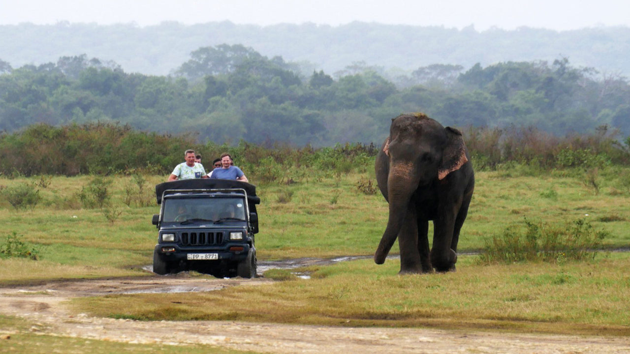 Kaudulla National Park Entrance Tickets