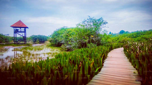 Birdwatching walk at Diyasaru Uyana in Mount Lavinia