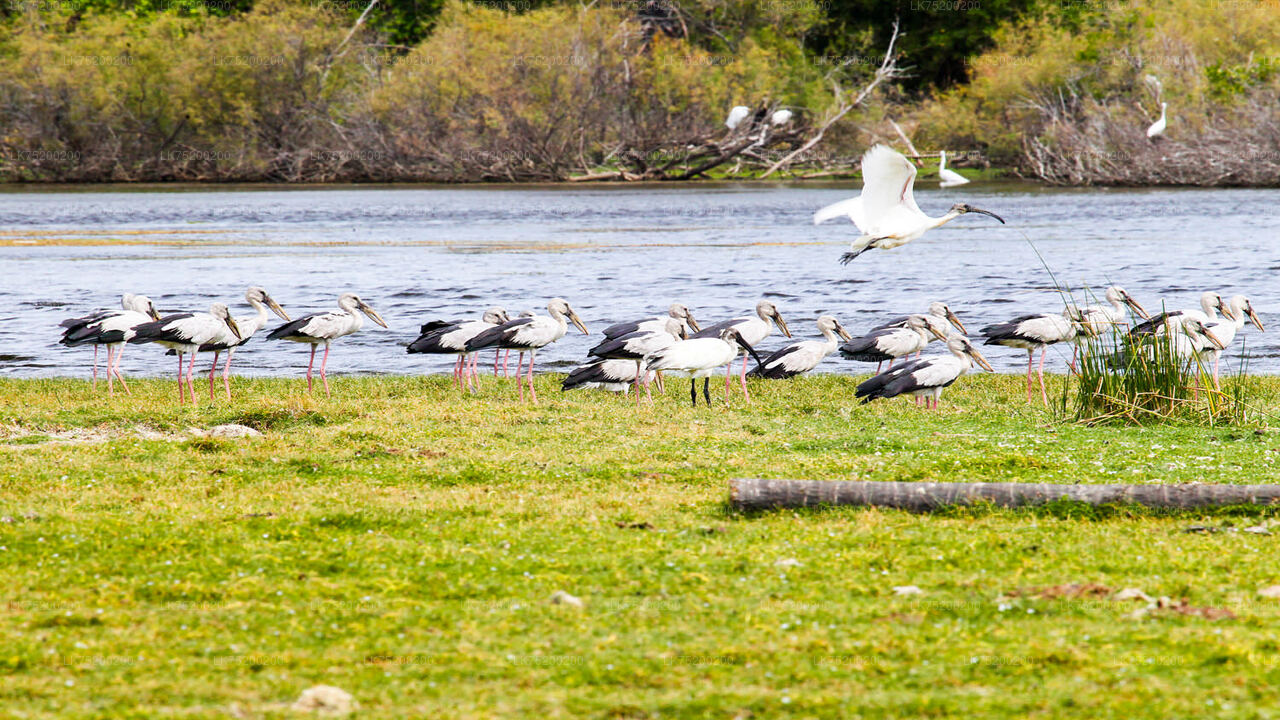 Birdwatching in Chundikulam National Park