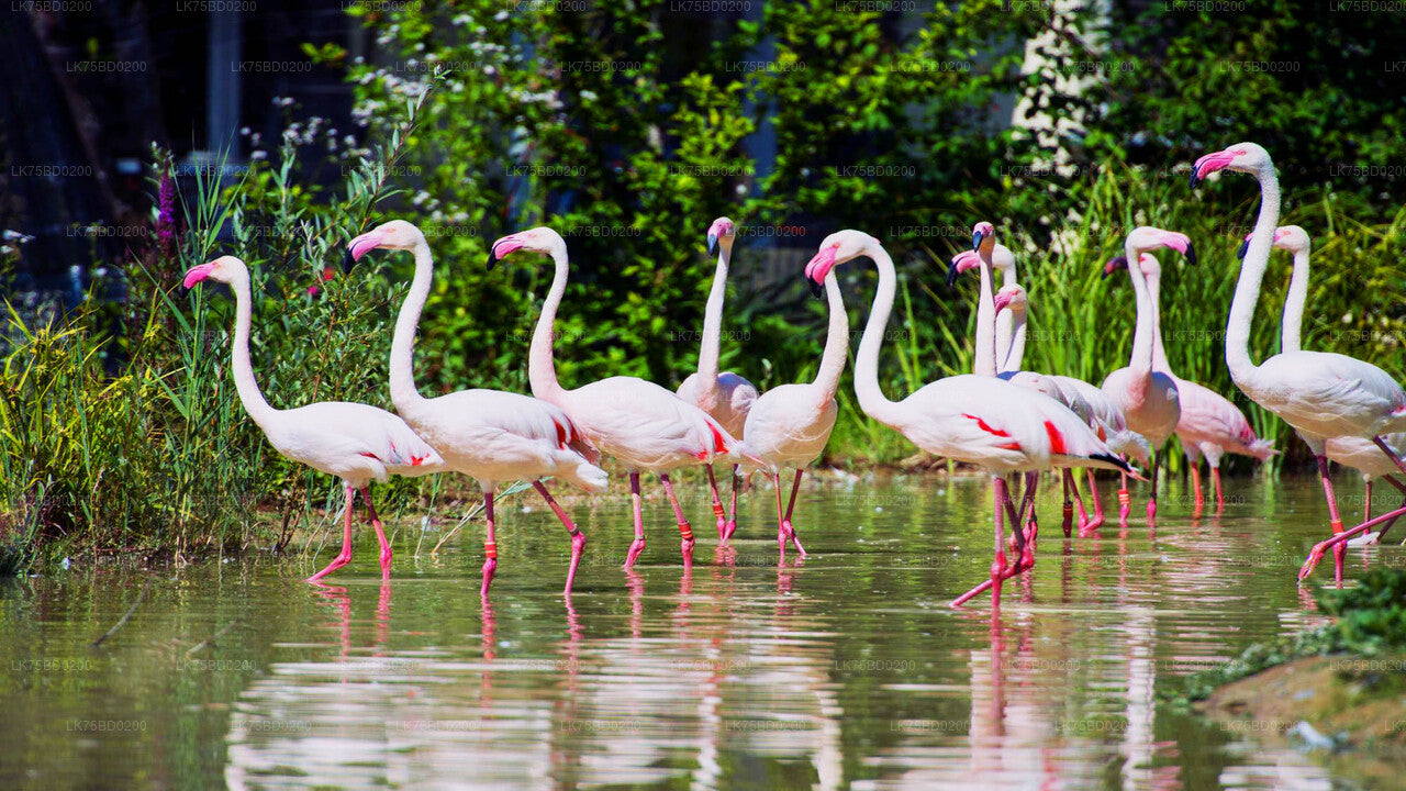Flamingo Watching from Bundala National Park
