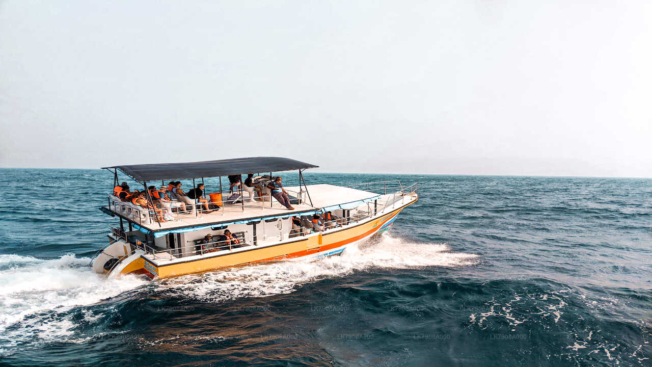 Whale Watching Yacht Tour from Mirissa