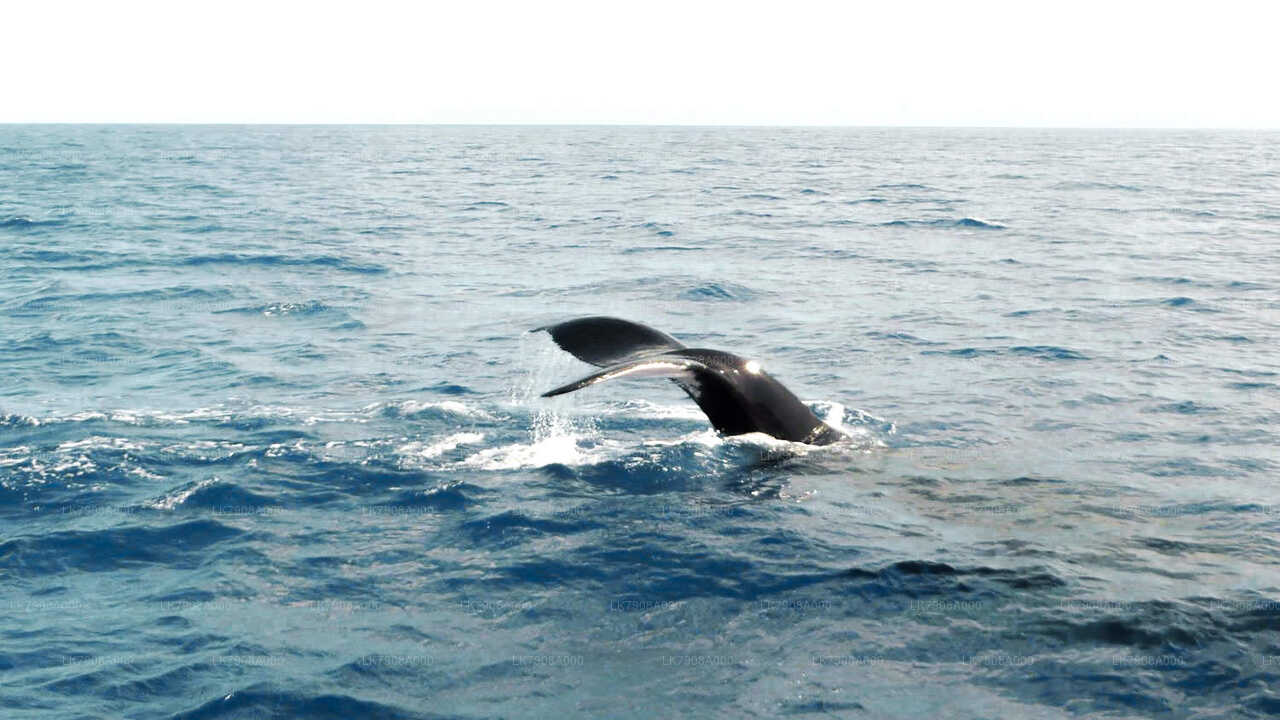 Whale Watching Yacht Tour from Mirissa