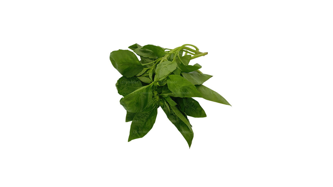 Lakpura Fresh Basil Leaves